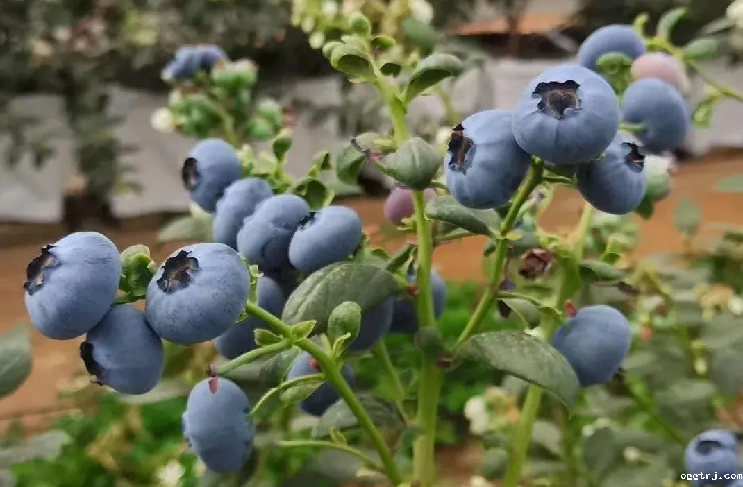 1618205429384632.png 3_结果.png