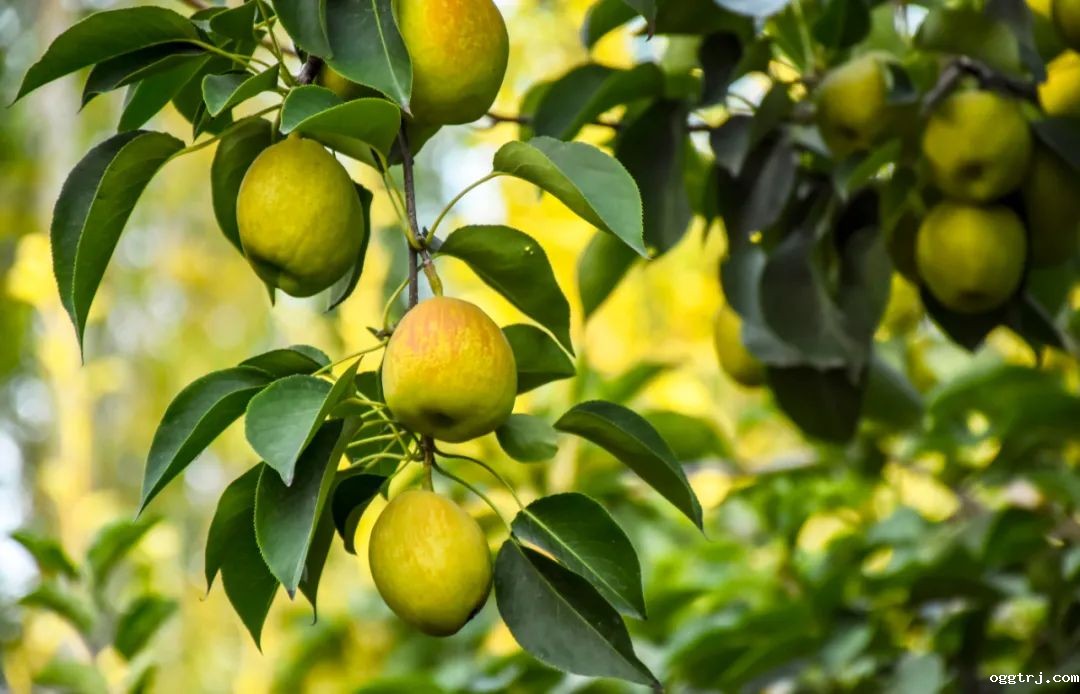 1624181856344219.jpg 3.jpg