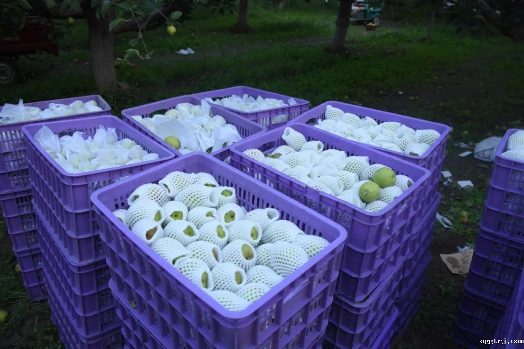 1624181871534449.jpg 5.jpg