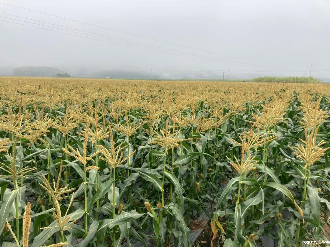 1624260405353767.jpg ia_1100000002.jpg