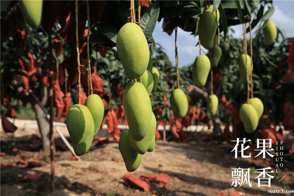 1625321394603735.jpg ia_100000006.jpg