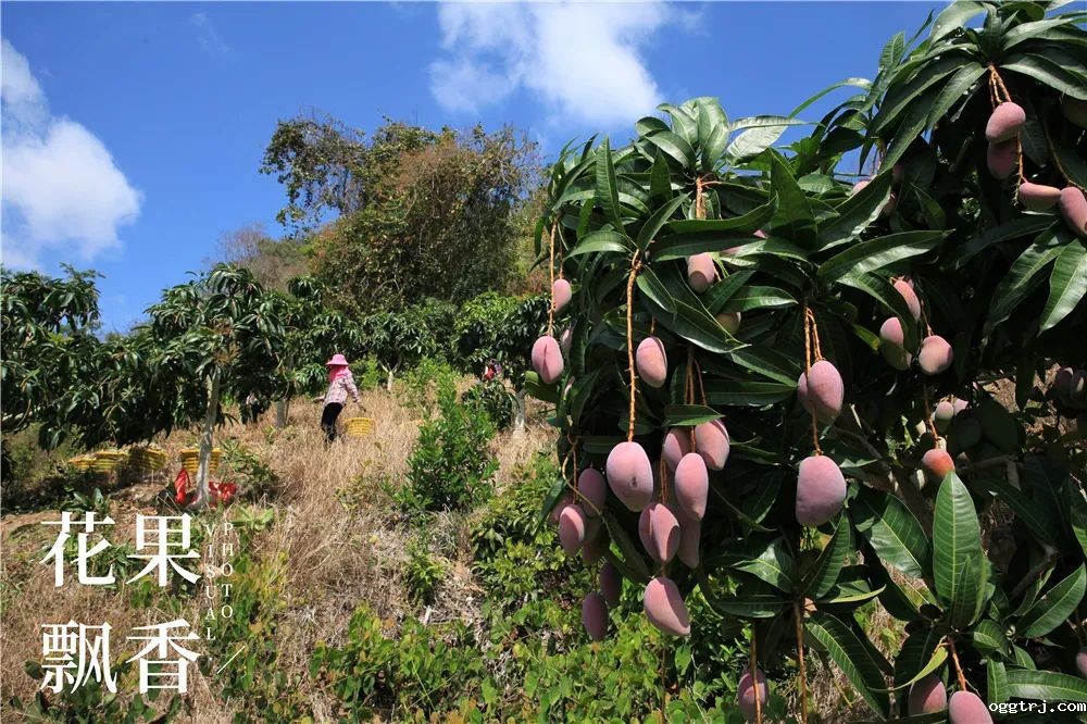 1625321399212837.jpg ia_100000007.jpg