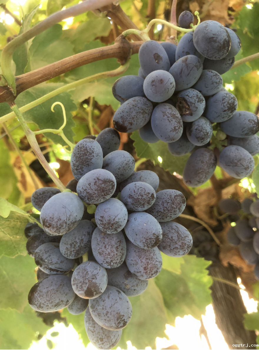 1625887386922856.png ia_100000010.png