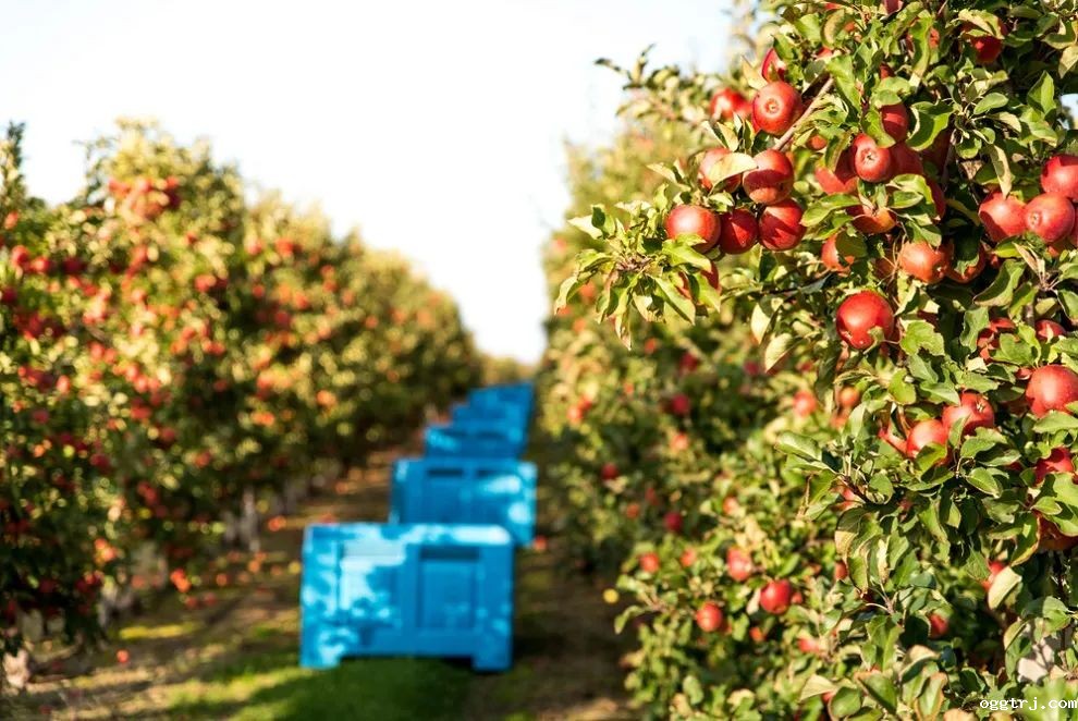 上海国际水果展