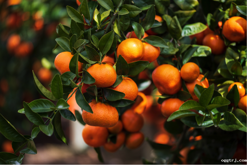 1626920983897599.png ia_300000447.png