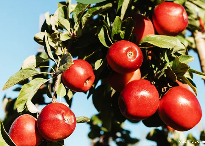 1627966788316591.png ia_500000646.png