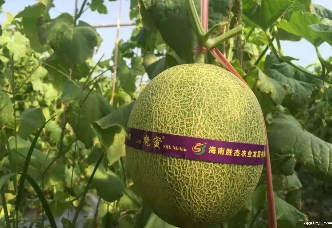 1628055094523444.jpg ia_100000010.jpg