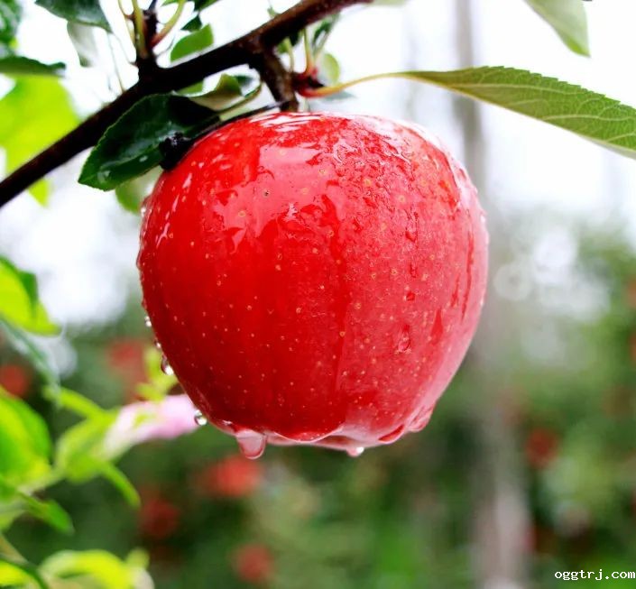 1628217632482156.jpg ia_500000042.jpg