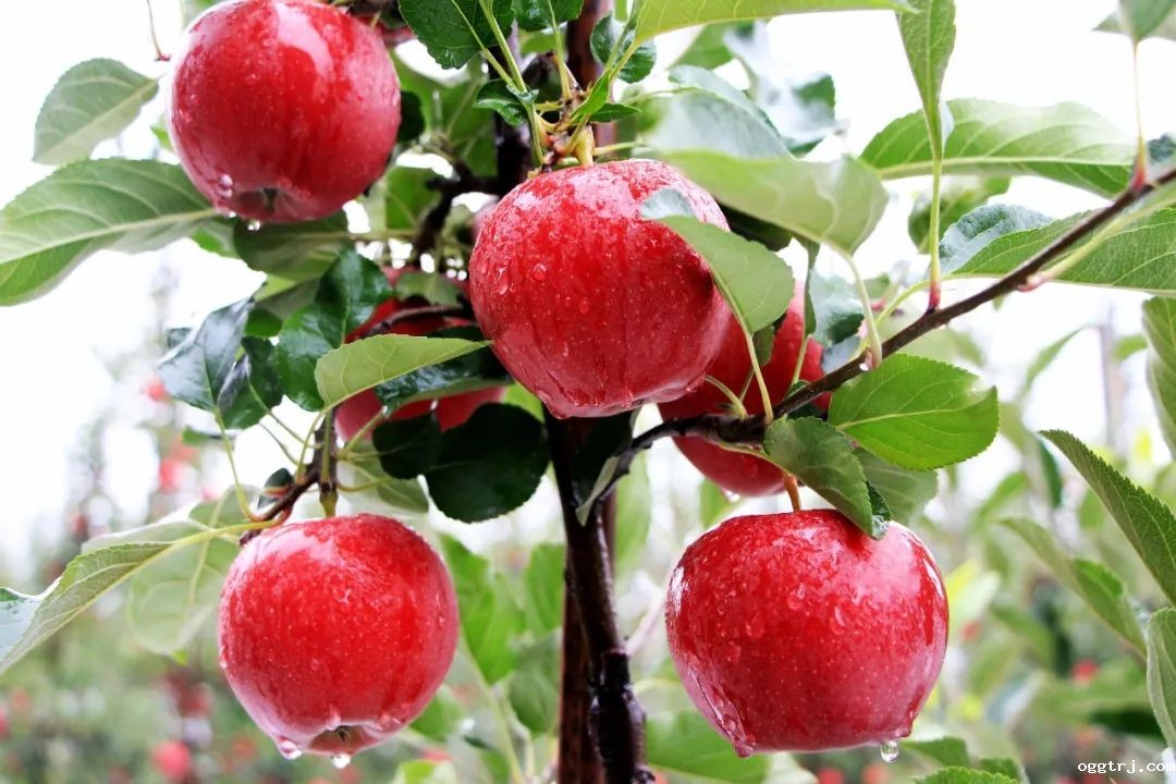 1628217641566589.jpg ia_500000043.jpg