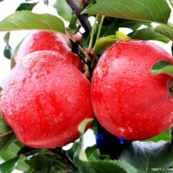 1628217649361842.jpg ia_500000044.jpg