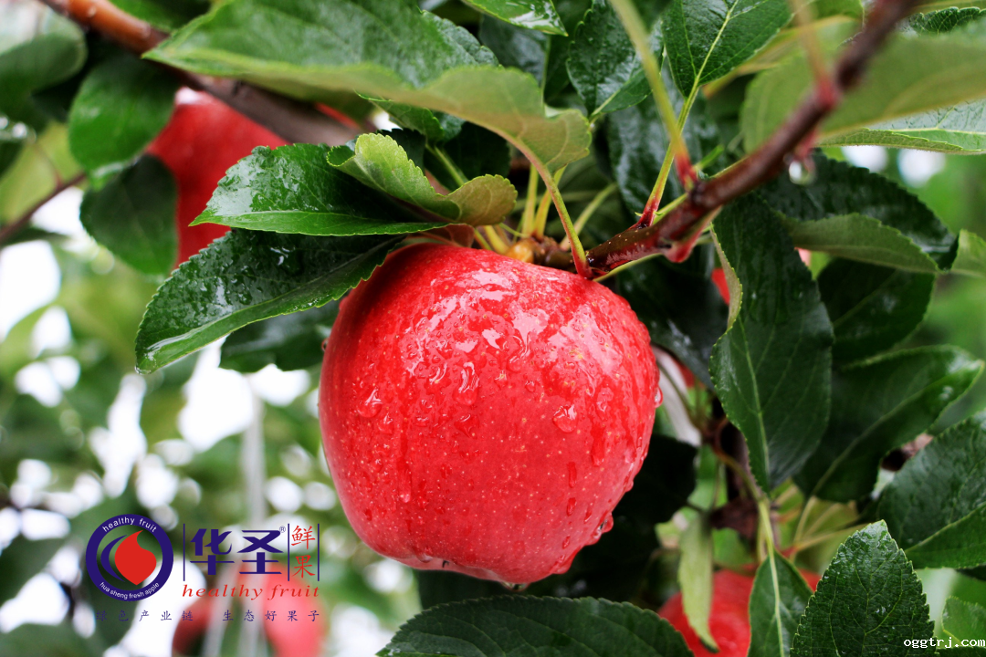 1628217689189896.png ia_500000046.png