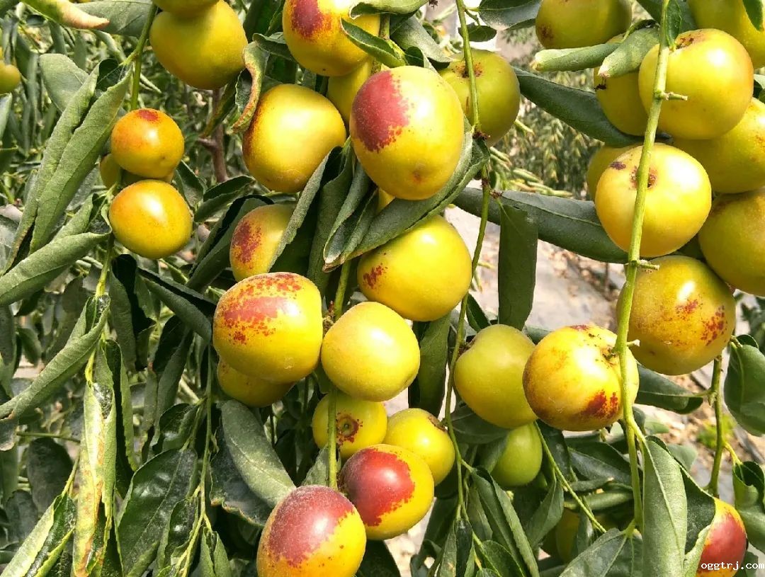 1628662333691036.jpg ia_600000524.jpg