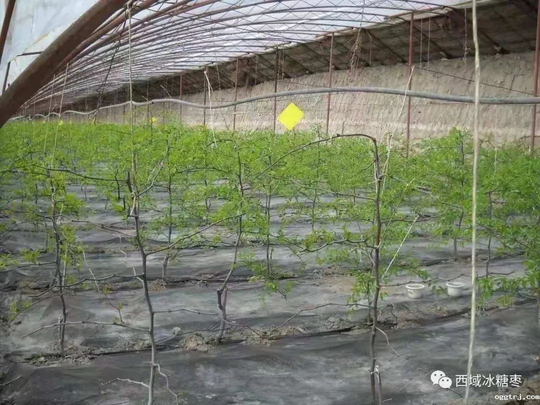 1628662376925320.jpg ia_600000526.jpg