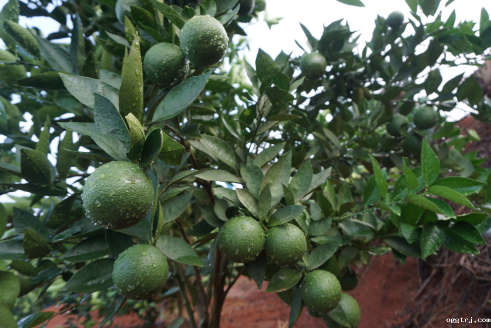 1628737541814358.png ia_300000507.png