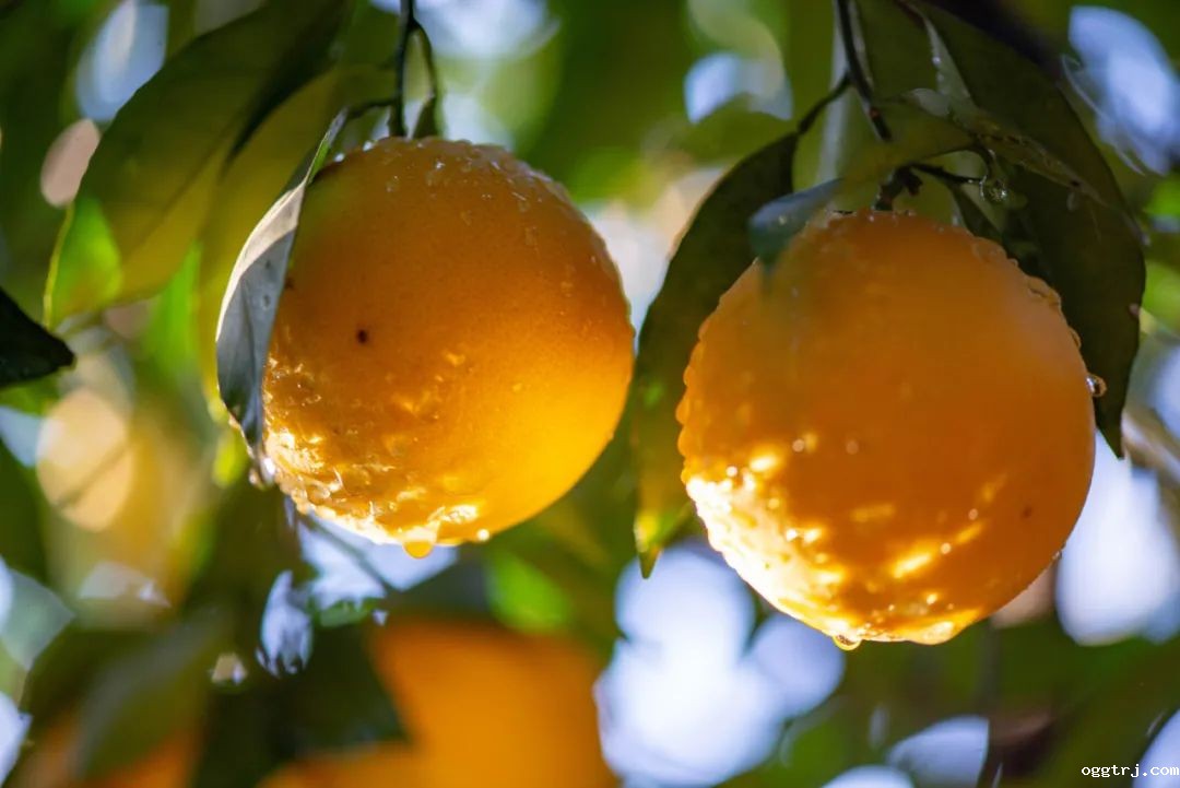 1628738647376019.jpg ia_400000002.jpg