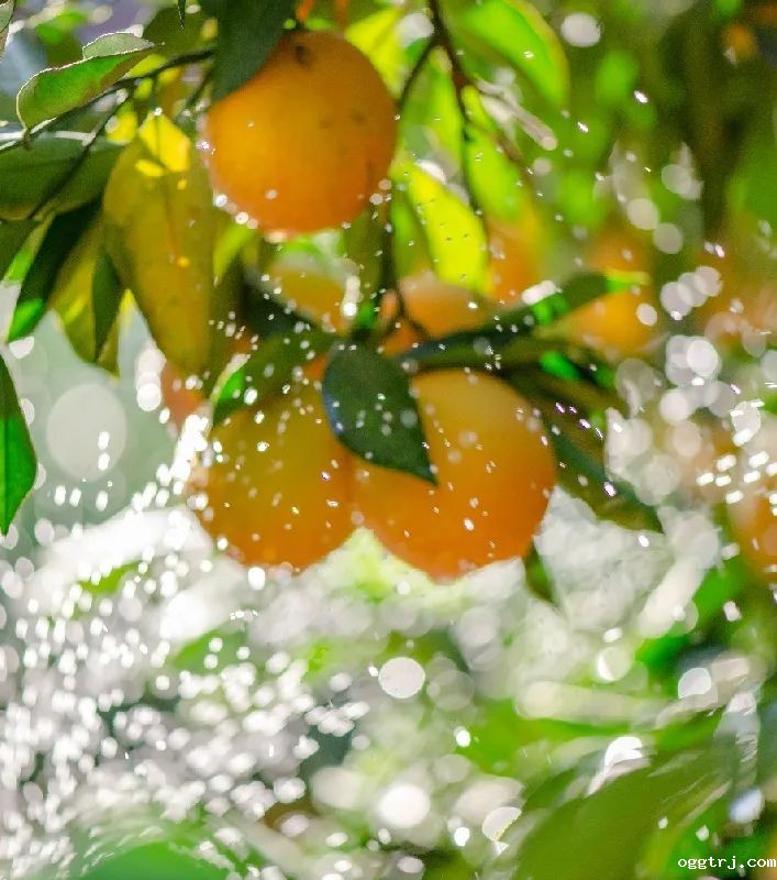 1628738752285630.jpg ia_400000668.jpg