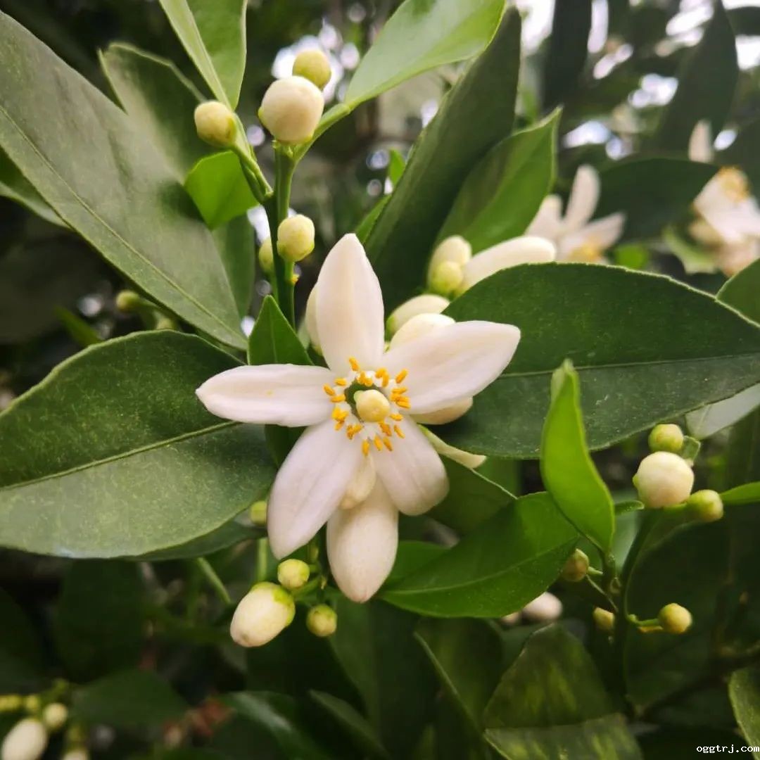 1628738783637772.jpg ia_400000670.jpg