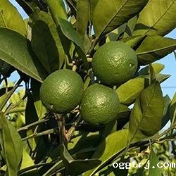 1628738800710508.jpg ia_400000671.jpg