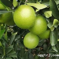 1628739586229708.jpg ia_400000672.jpg