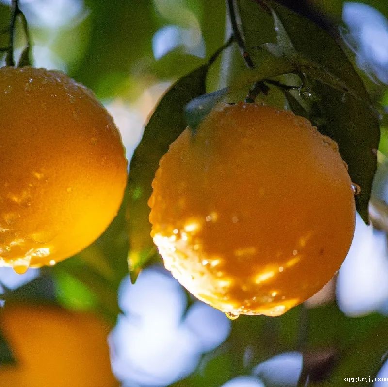 1628739601593993.jpg ia_400000673.jpg