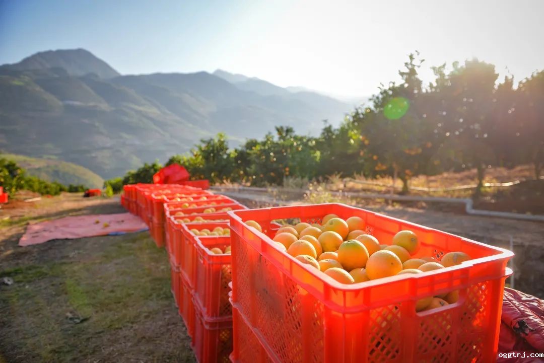 1628739806305515.jpg ia_400000678.jpg