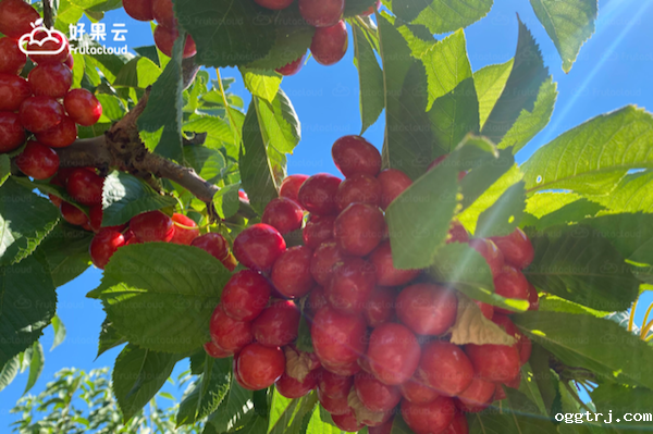 1630045216849741.png ia_300000009.png