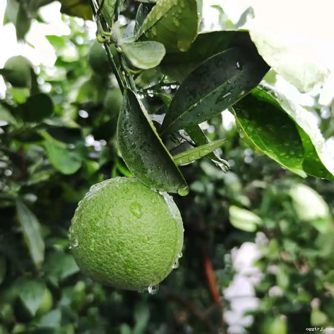 1630398914645809.jpg ia_500000007.jpg