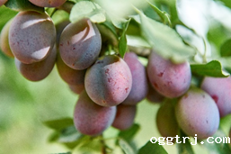 1630478767215356.png ia_100000753.png