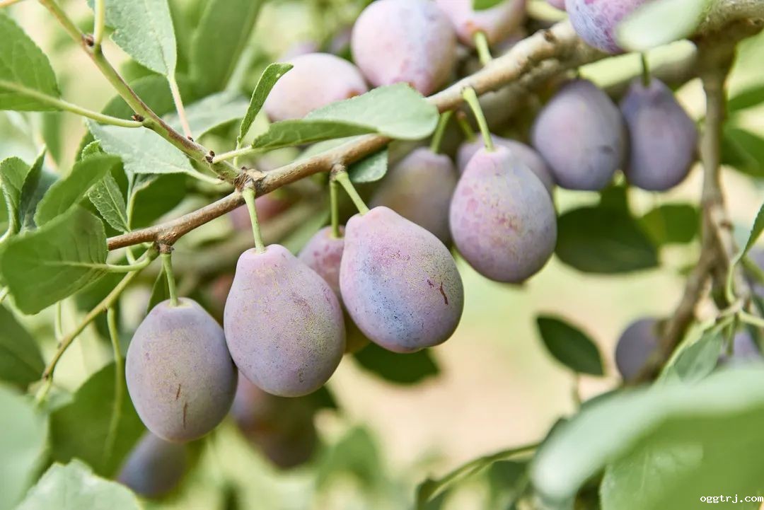 1630479088479501.jpg ia_100000754.jpg