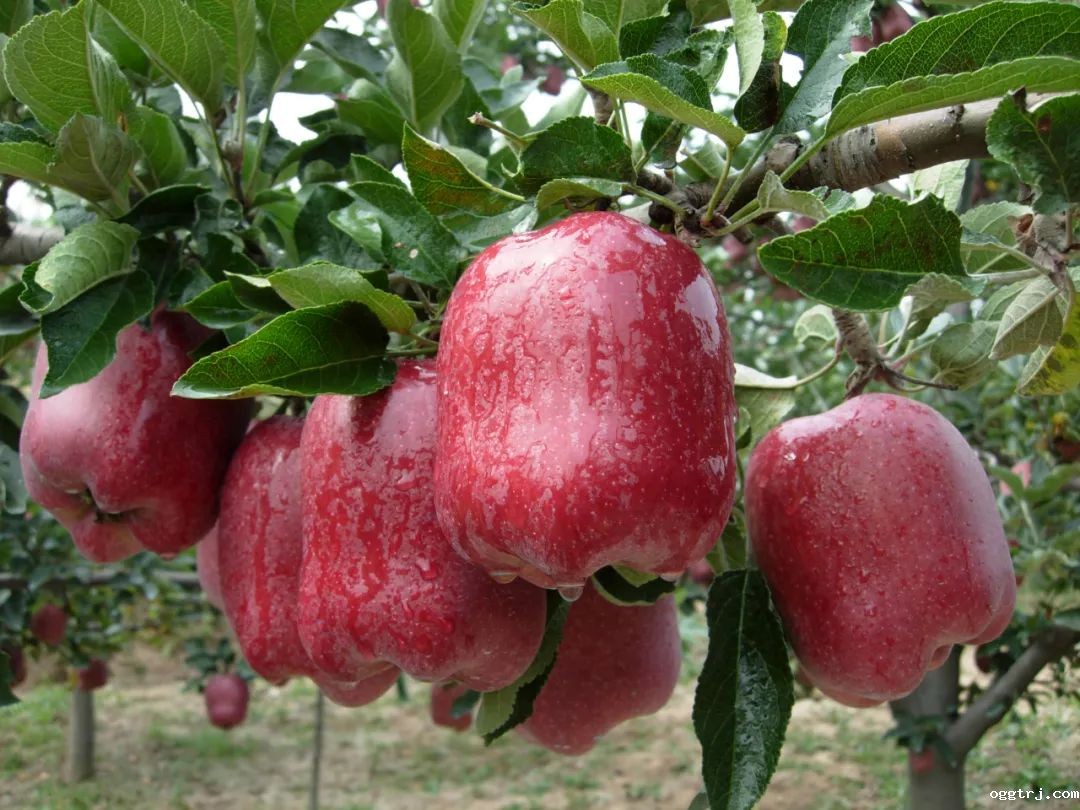 1630480988887122.jpg ia_300000654.jpg