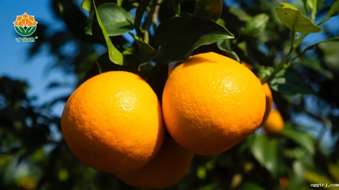 1630574986658637.jpg ia_400000005.jpg