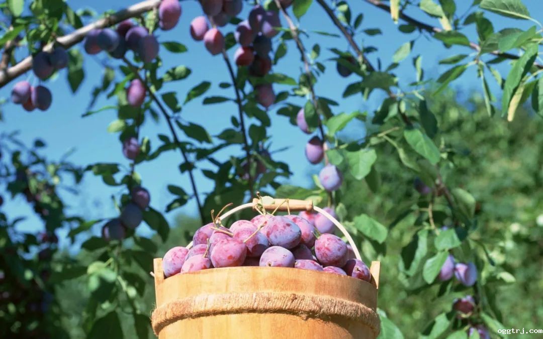 1630575039675955.jpg ia_400000007.jpg