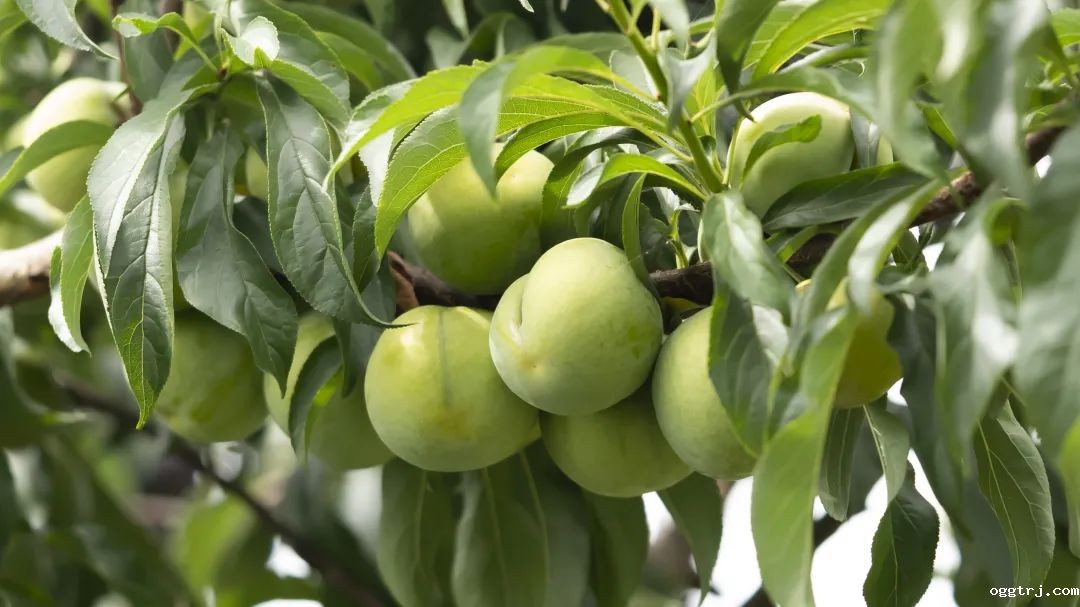 1630575051431466.jpg ia_400000008.jpg