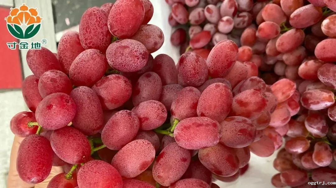 1630575059548684.jpg ia_400000009.jpg