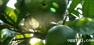 1661997212187881.gif 10002.gif