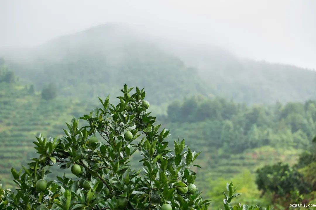 1661997260921058.jpg 10005.jpg