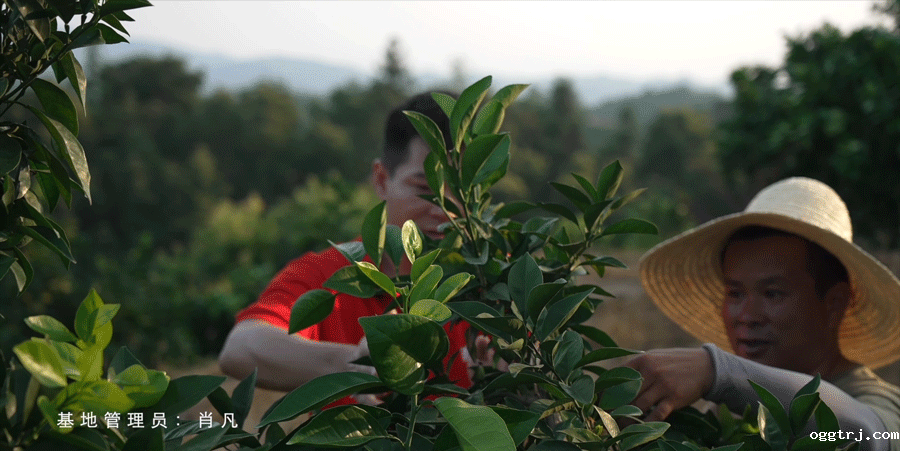 1661997280143024.gif 10007.gif