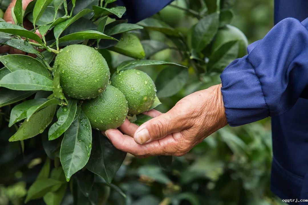 1661997285503301.jpg 10008.jpg