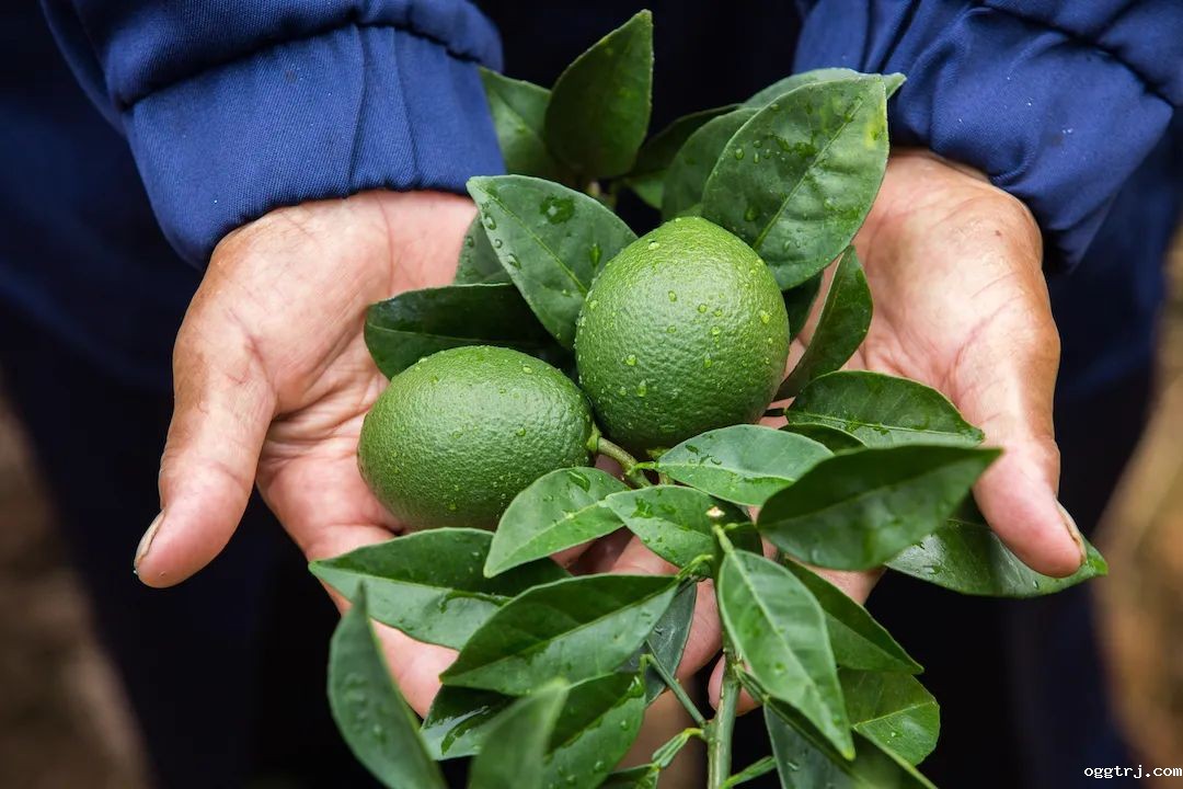 1661997323793707.jpg 10014.jpg