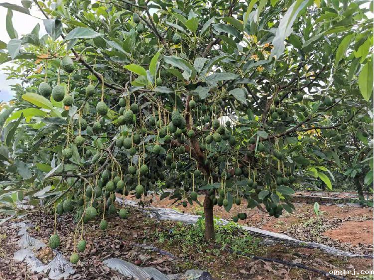 1663296508471964.png 10001.png