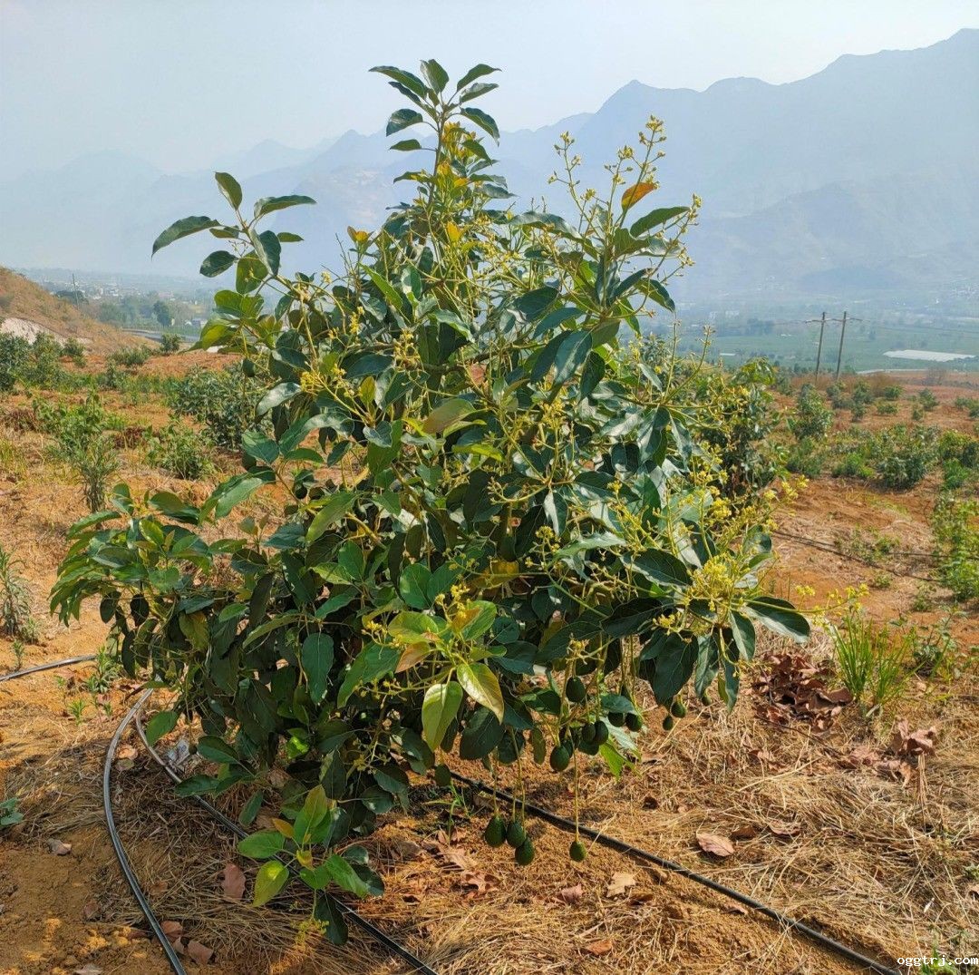 1663296521999130.jpg 10003.jpg