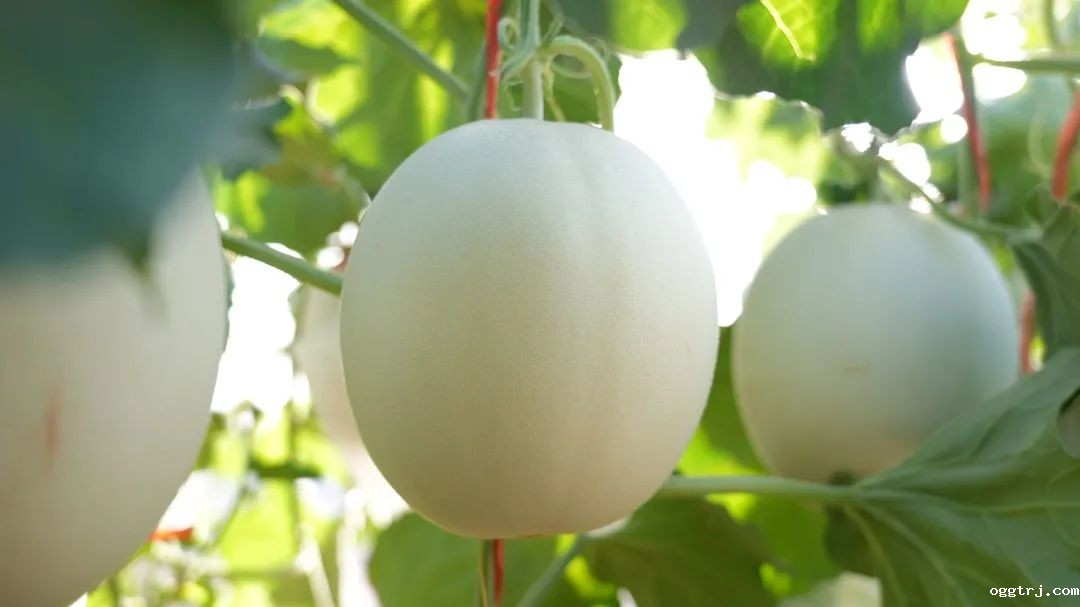 1690940084753069.jpg 10001.jpg