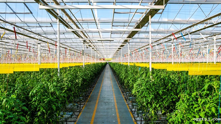 智慧玻璃温室内景.jpg